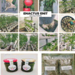 Capture d'écran 2025-11-10 215246