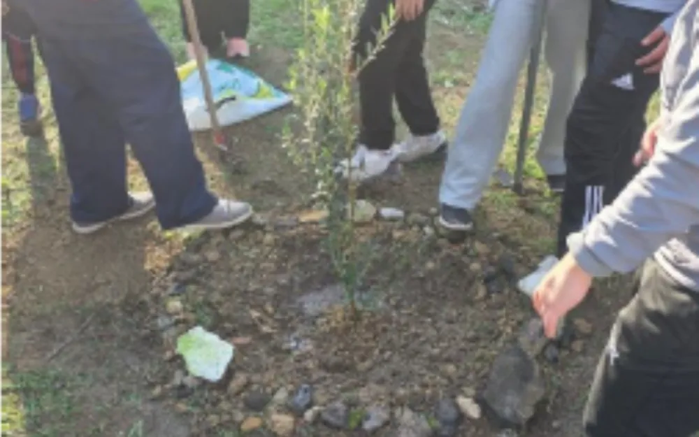 Students planting olive trees at FST